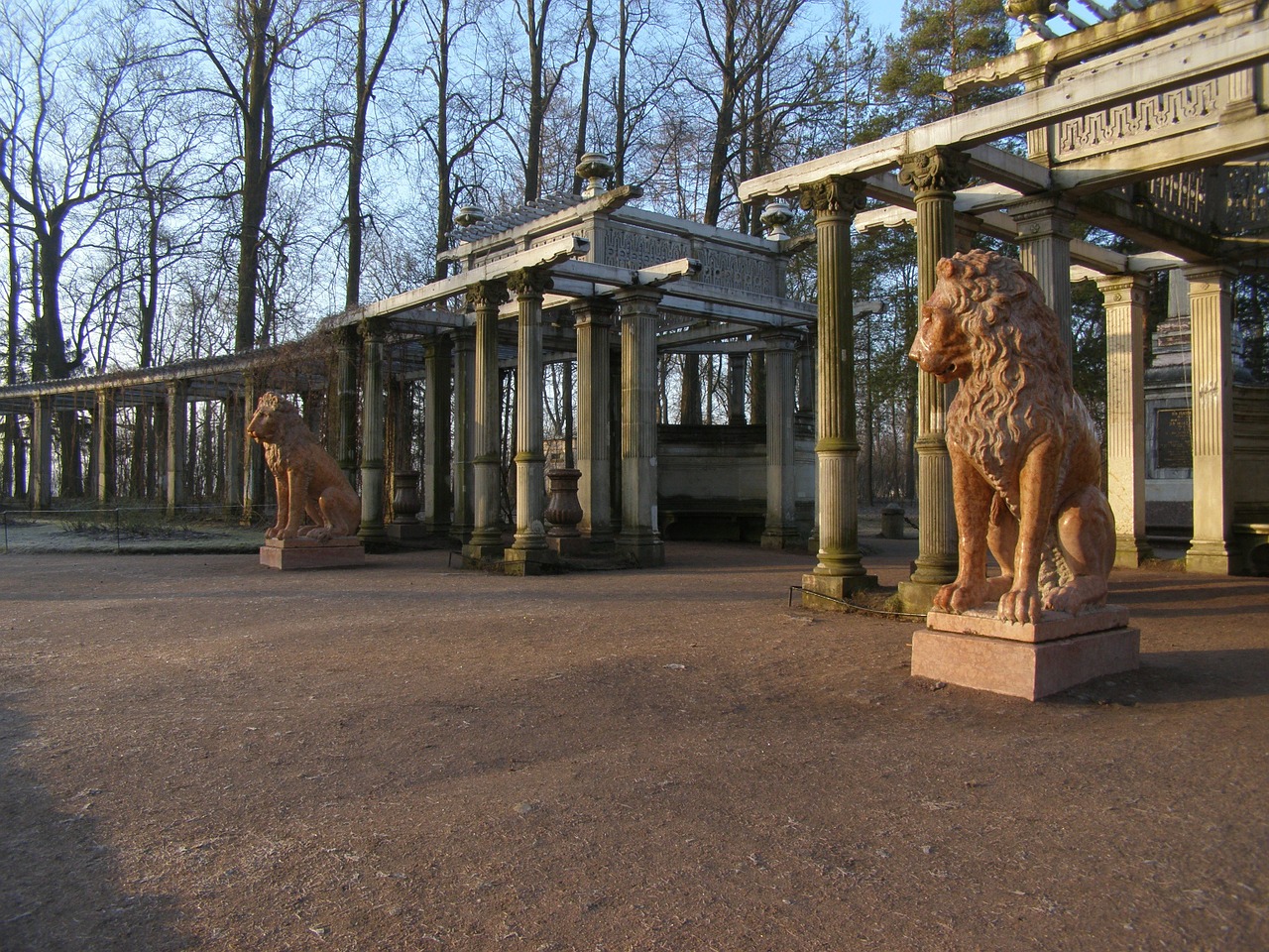lion morning park free photo