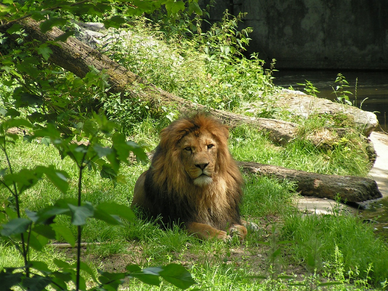 lion king of the beasts big cat free photo