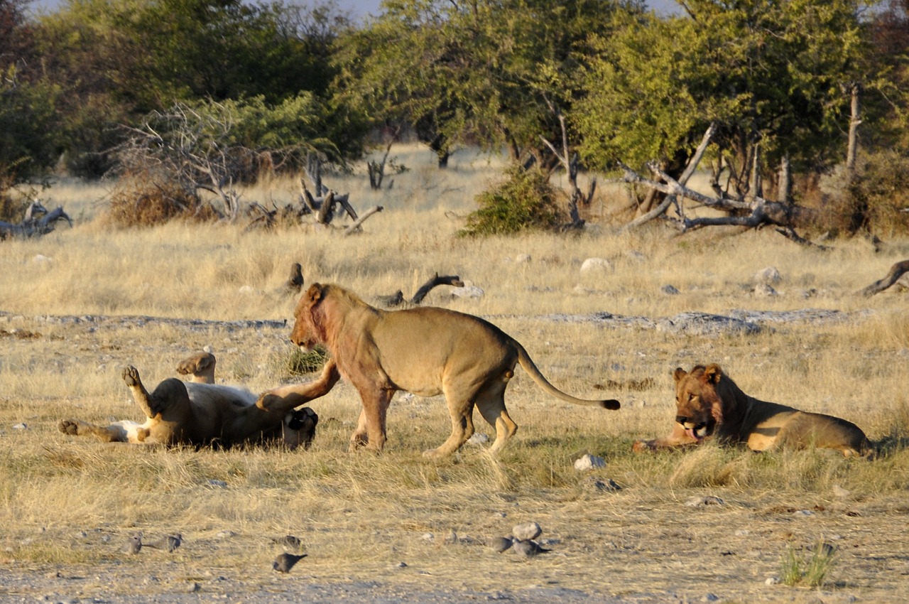 lion play africa free photo