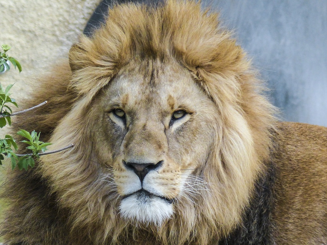 lion big cat predator free photo