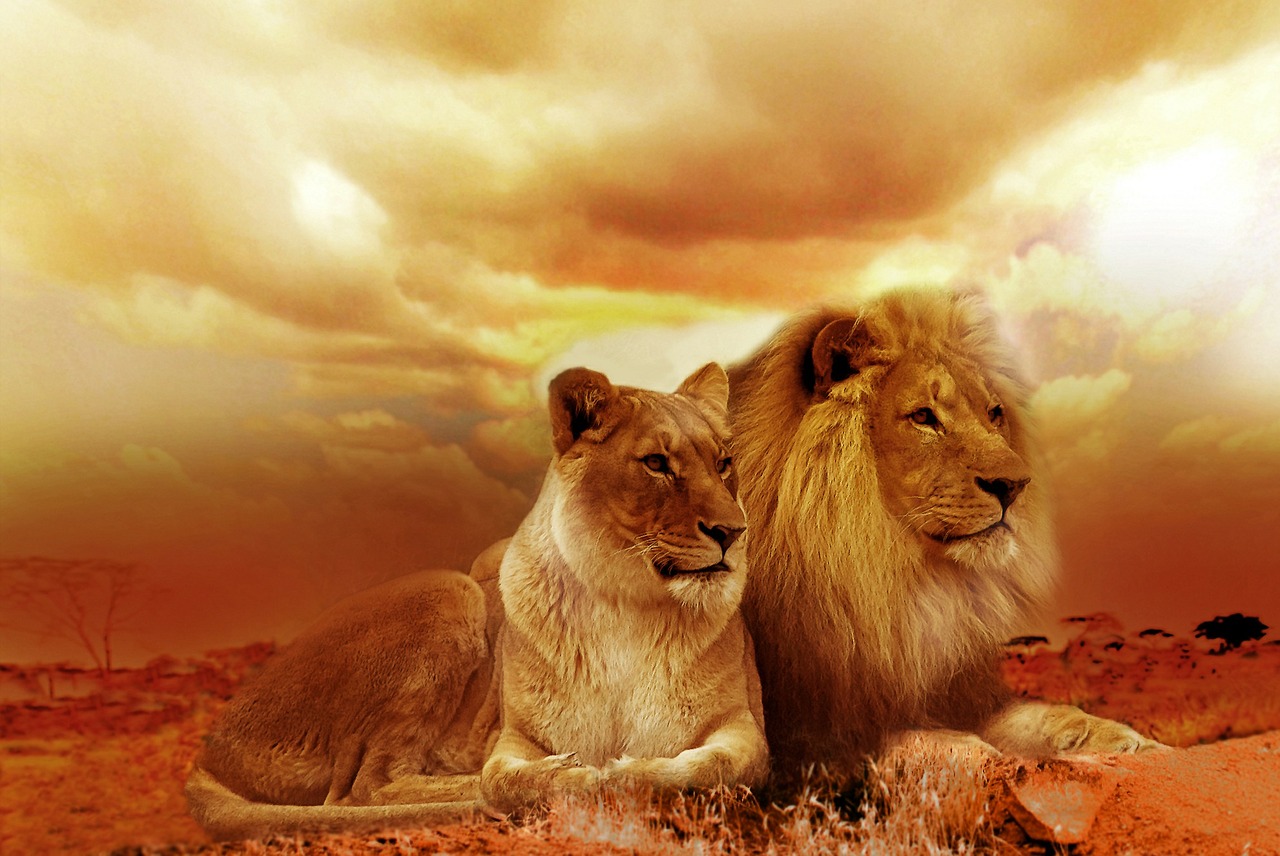 lion safari africa free photo