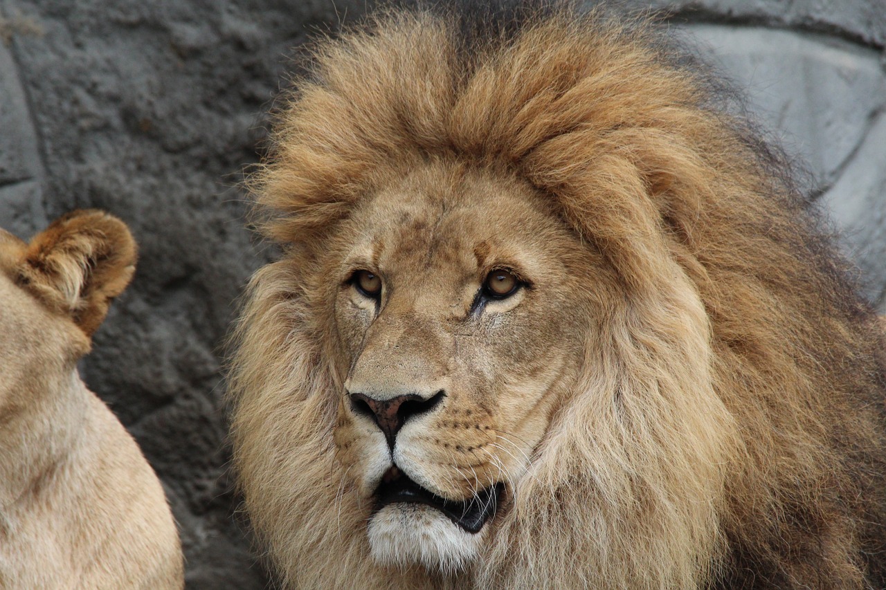 lion panthera leo lioness free photo