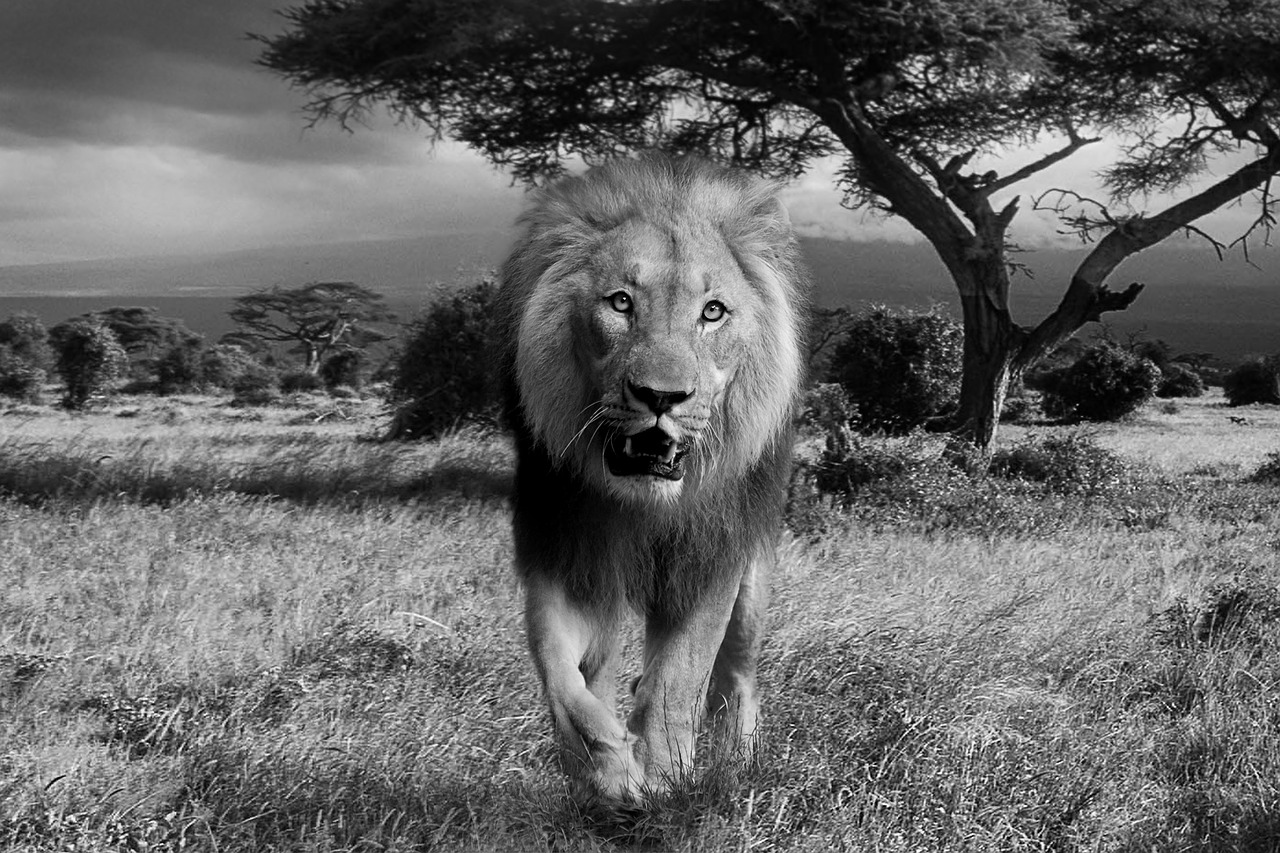 lion africa wildcat free photo