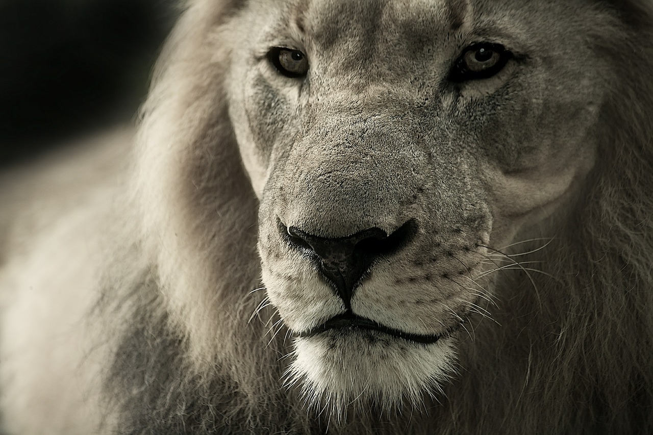 lion animal portrait africa free photo
