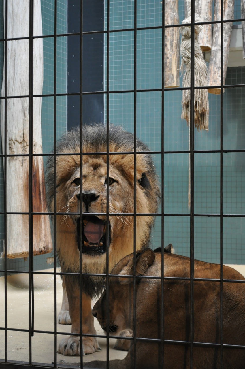 lion zoo caged free photo