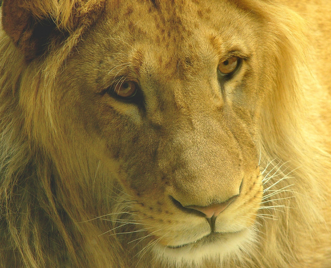 lion animal portrait wild animal free photo