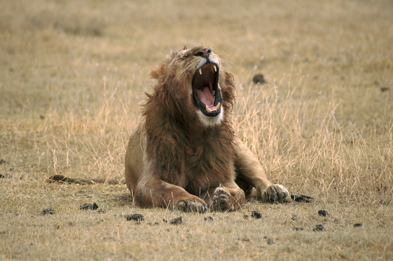 lion yawning wild animal free photo