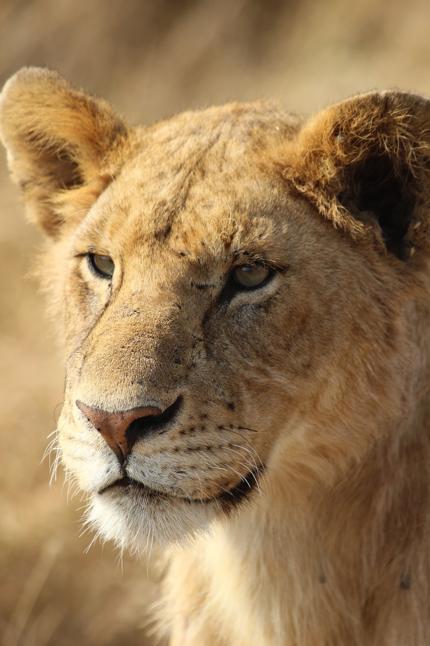 lion wild fauna free photo