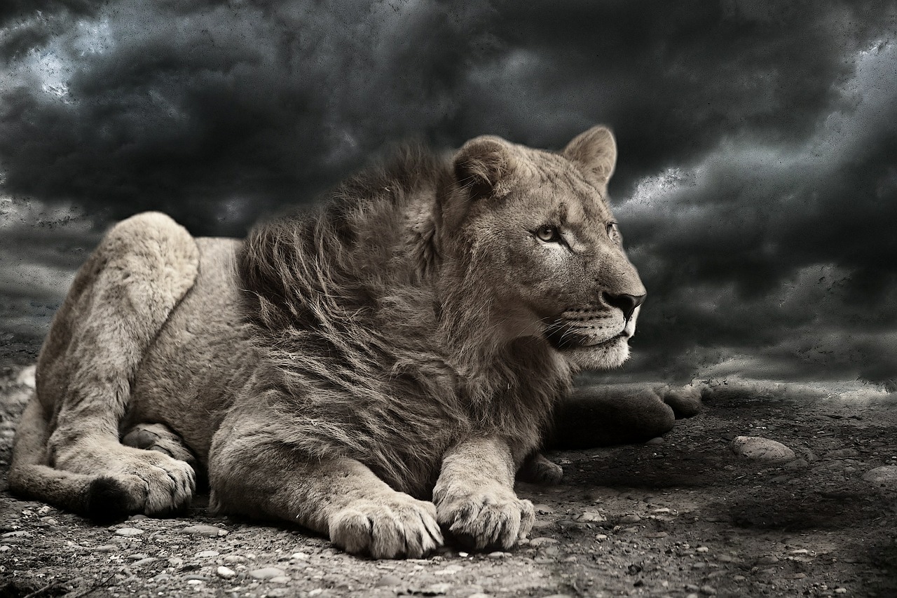 lion wind storm free photo