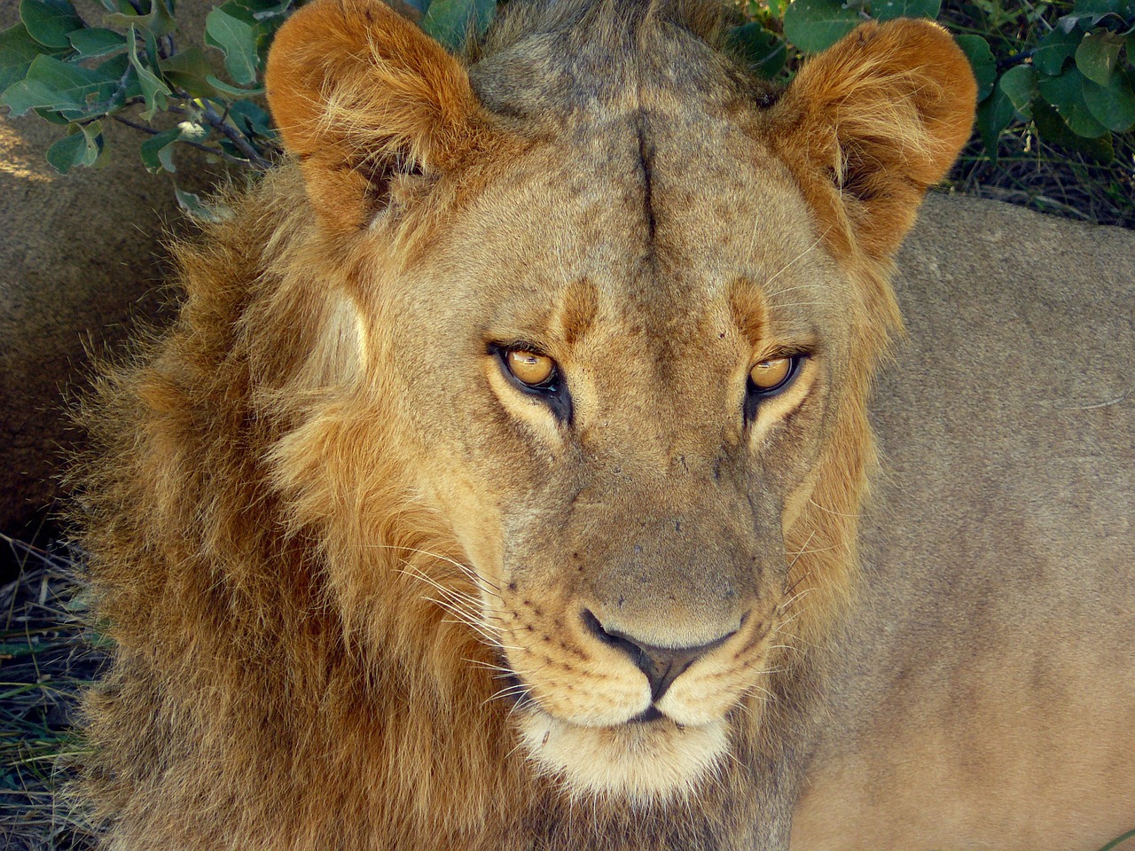 lion wild wildlife free photo