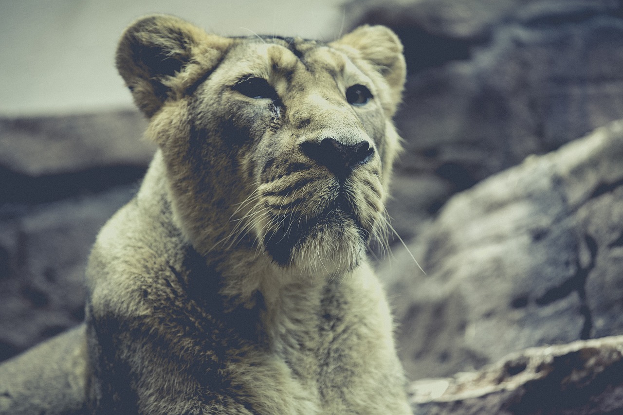 lion zoo predator free photo