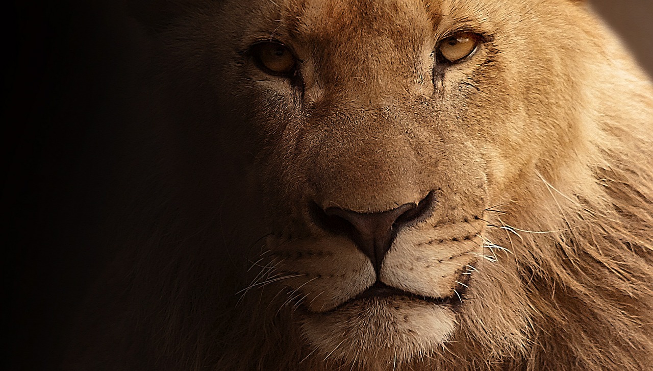 lion portrait animal portrait free photo