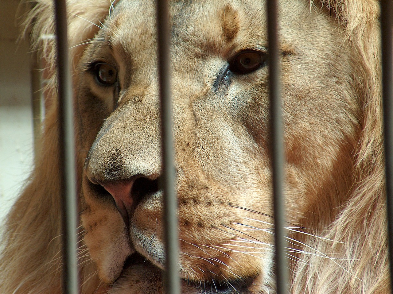 lion zoo cage free photo