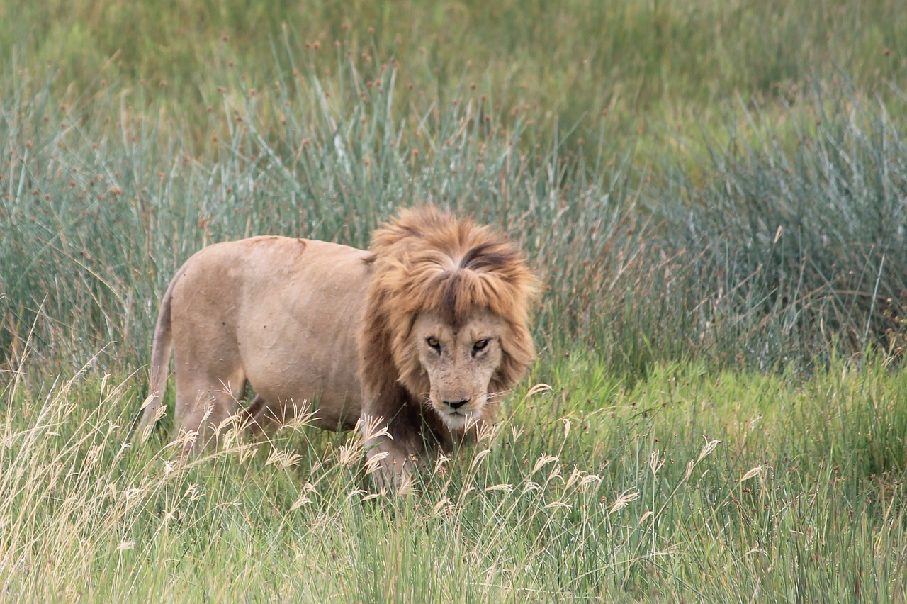 lion animals africa free photo