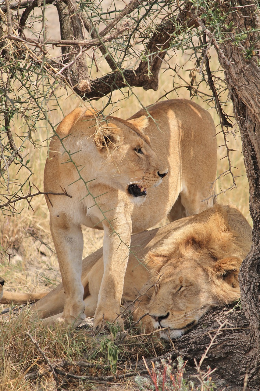 lion animals africa free photo