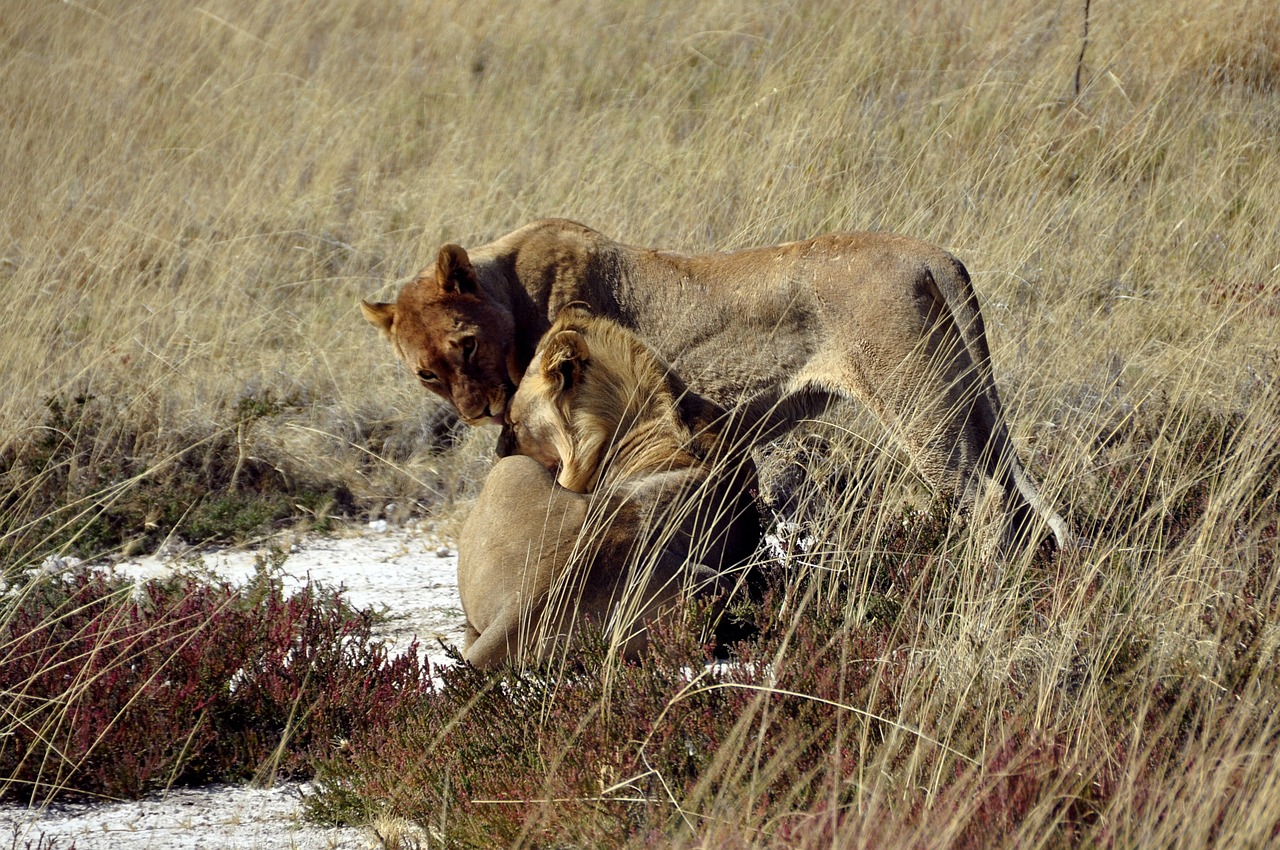 lion animals safari free photo