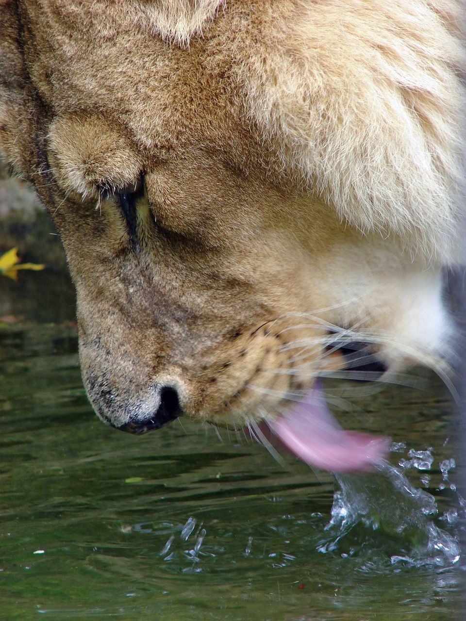 lion booze water free photo