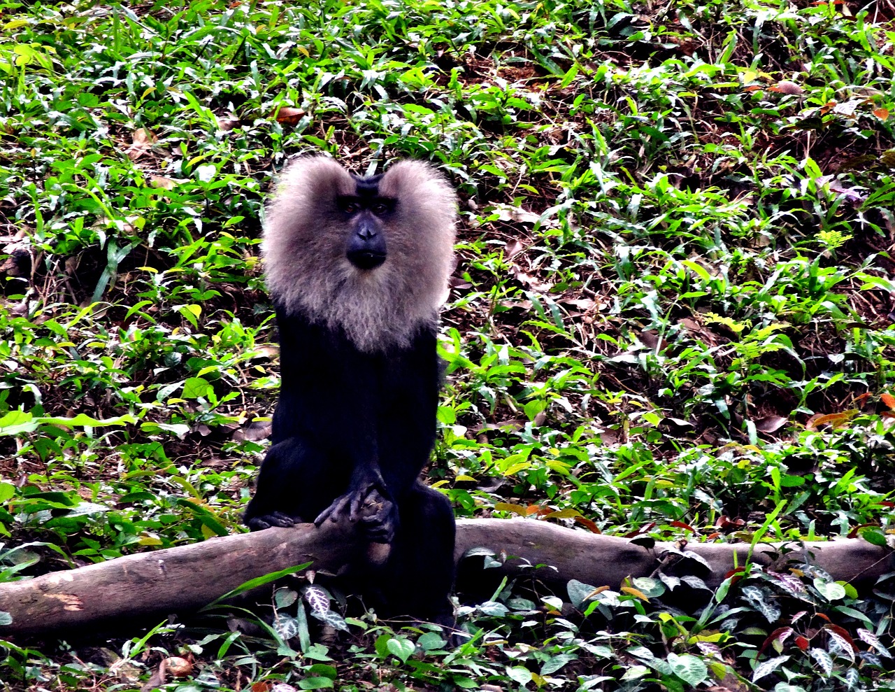 lion tailedm macaque free photo