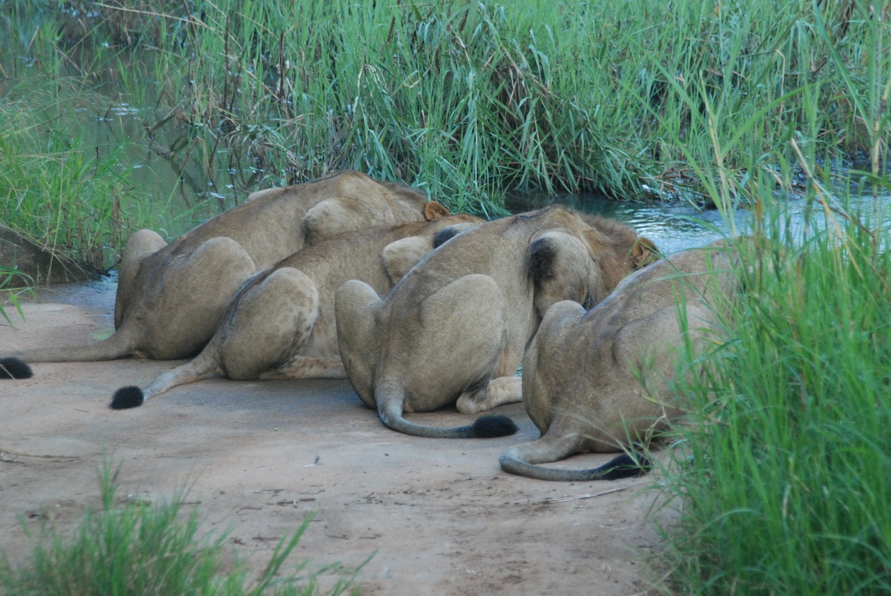 lion drink cat free photo