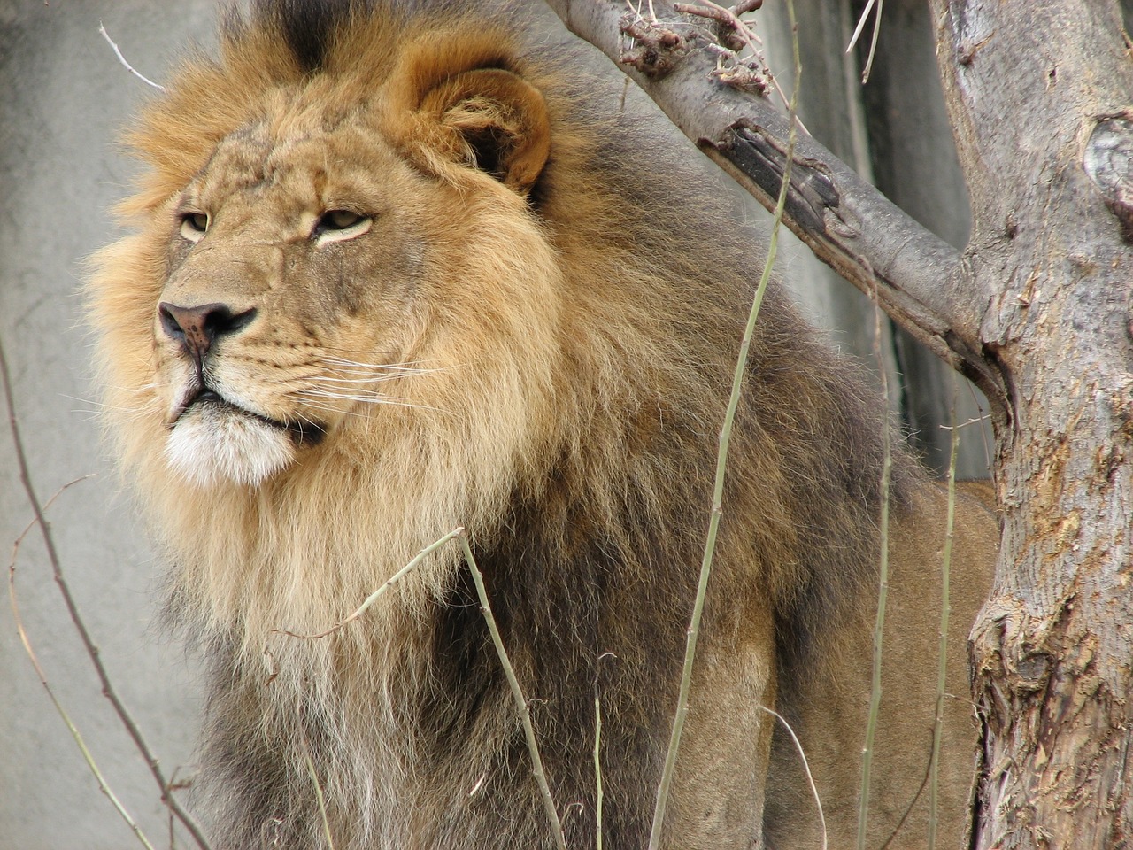 lion wild animal male free photo