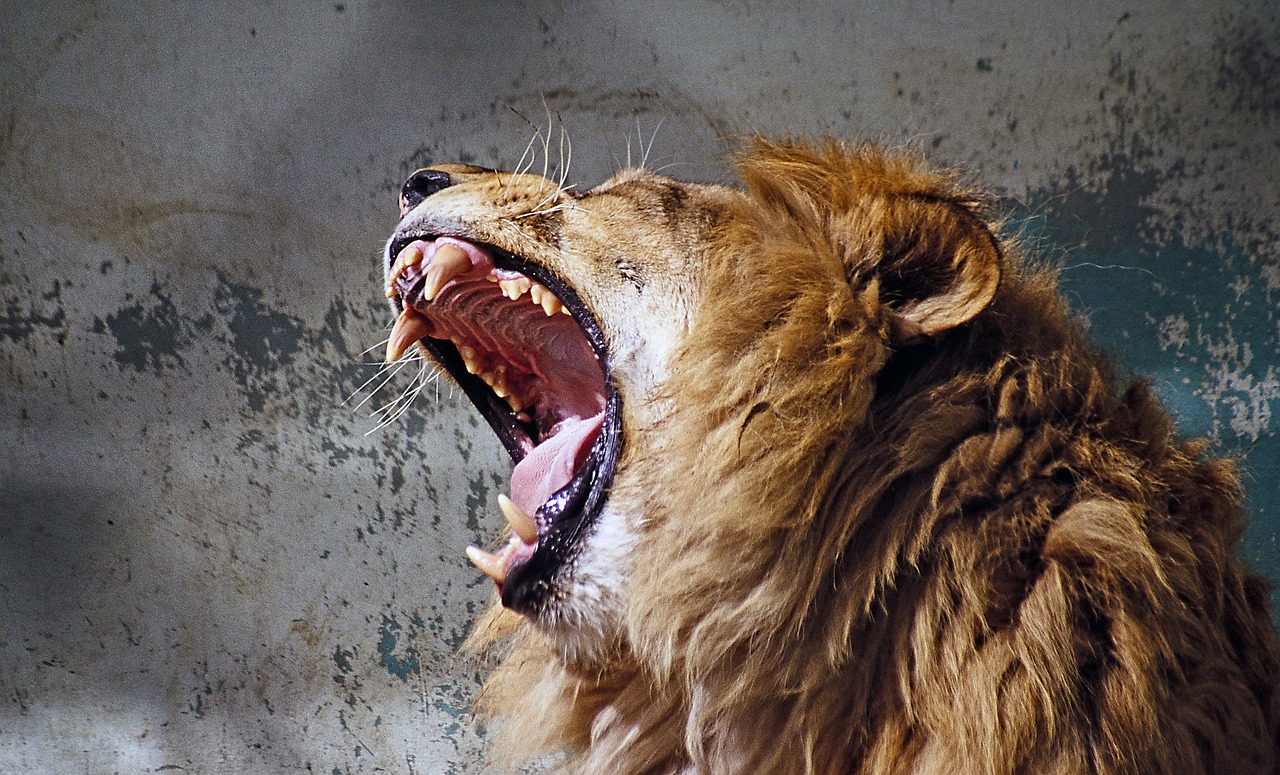 lion roar tooth free photo