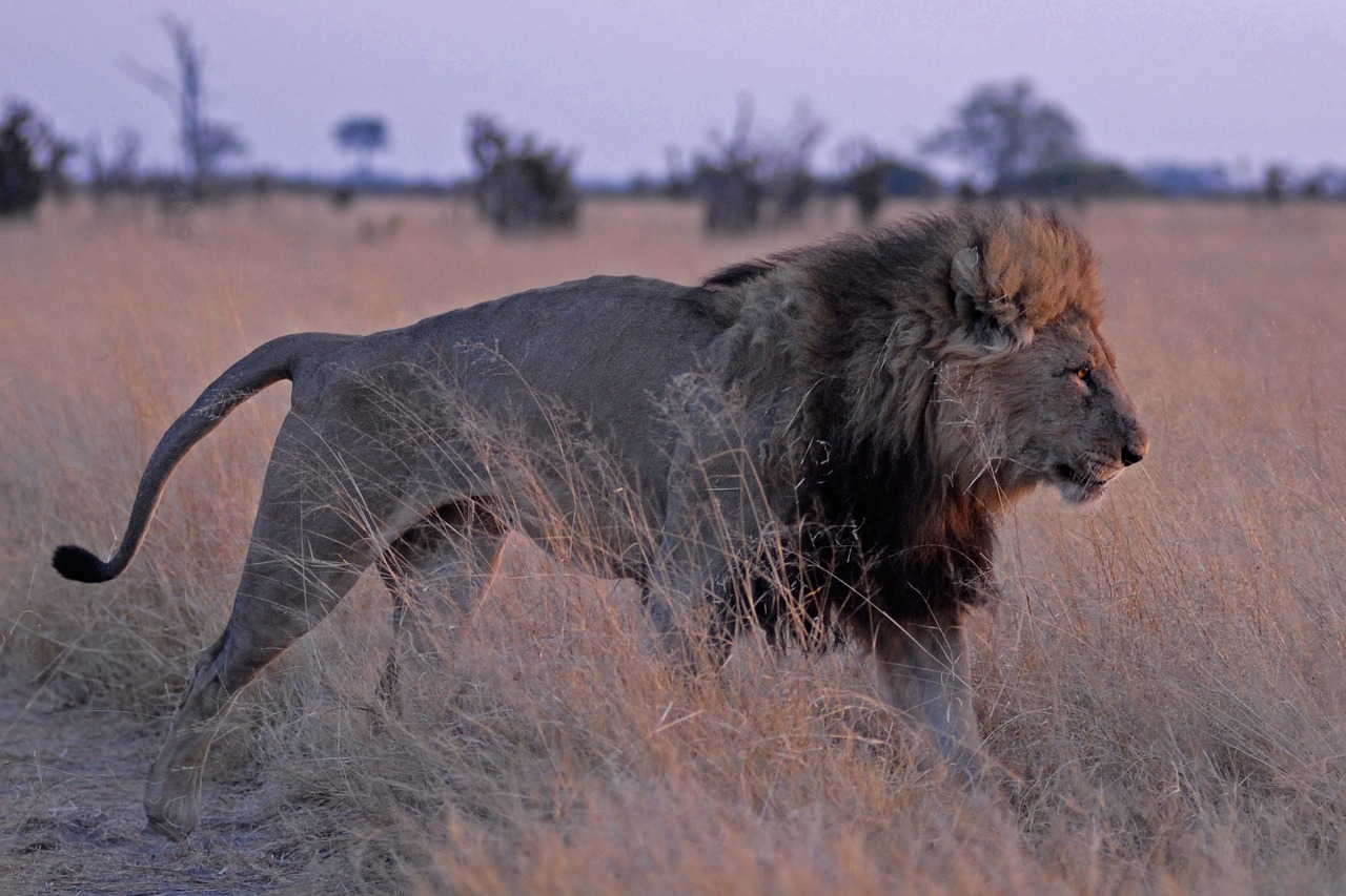 lion botswana savuti free photo