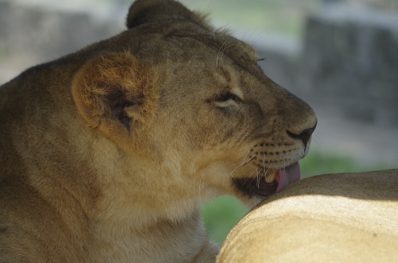 lion beast taking care of free photo