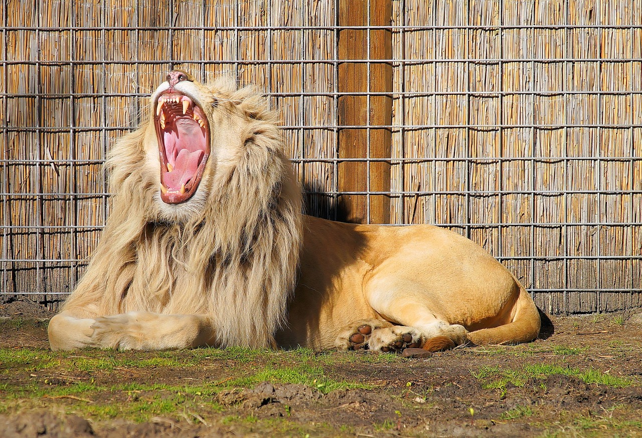 lion pride beautiful free photo