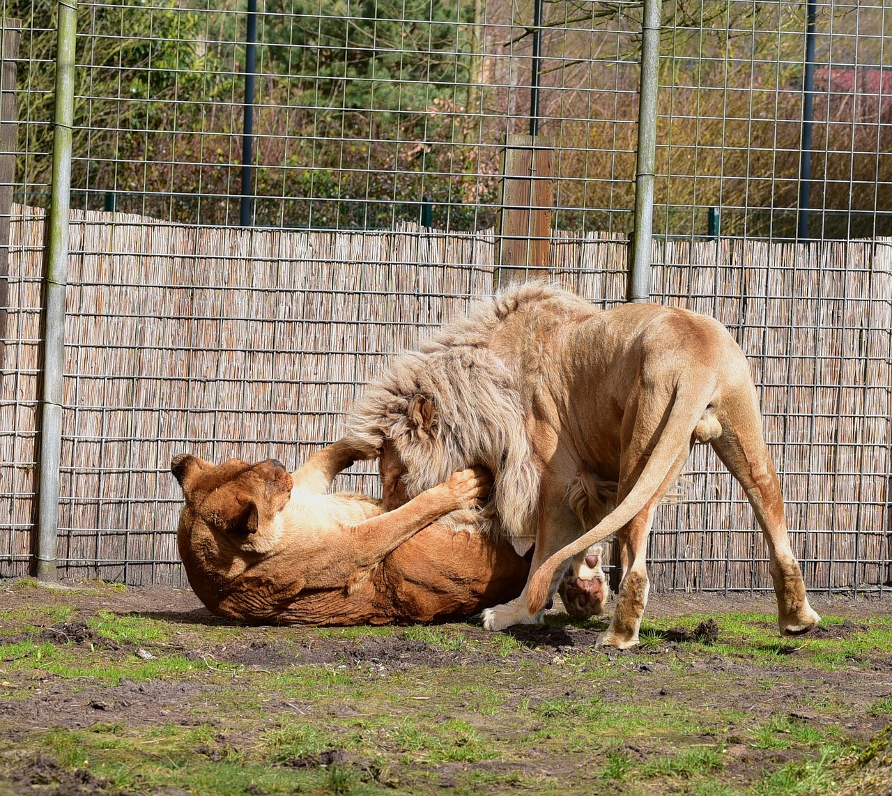 lion lions couple fight free photo