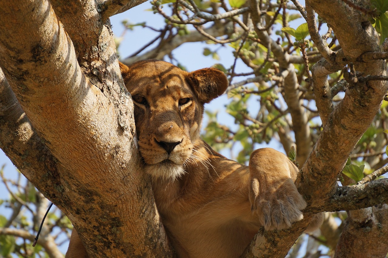 lion animal tree free photo