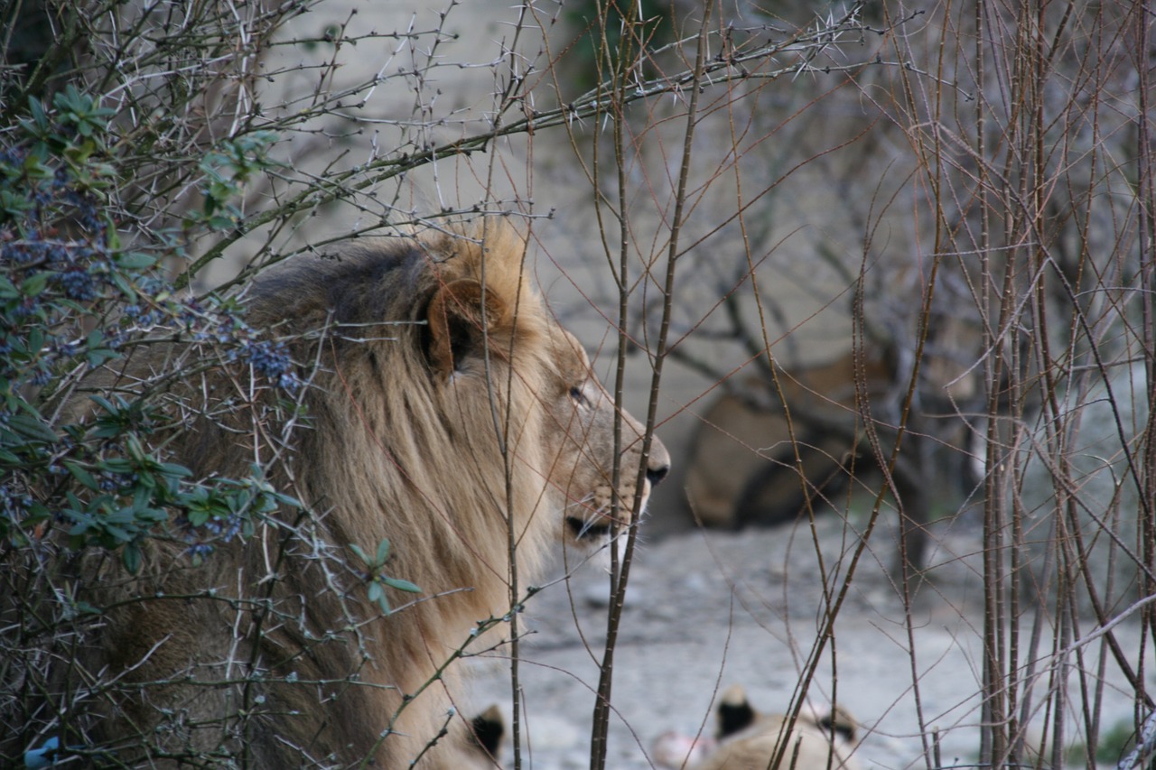 lion zoo switzerland free photo