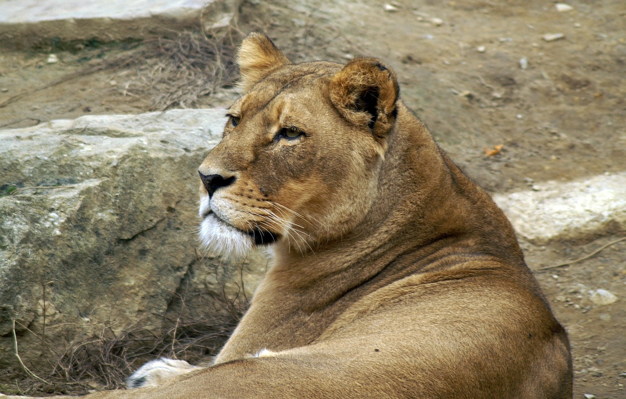 lion lioness cat free photo