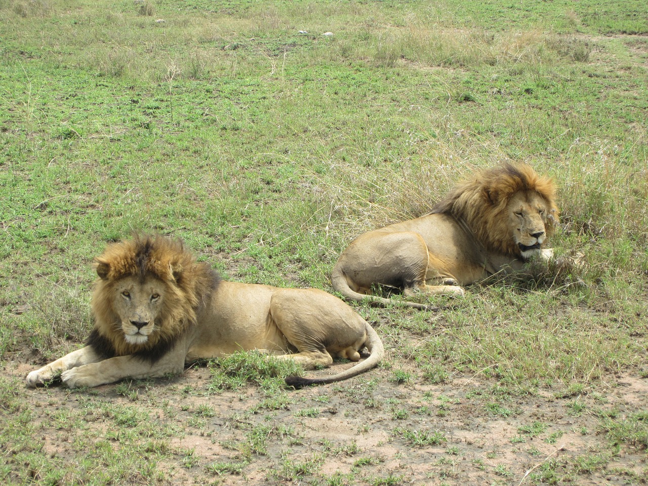 lion brothers kenya free photo