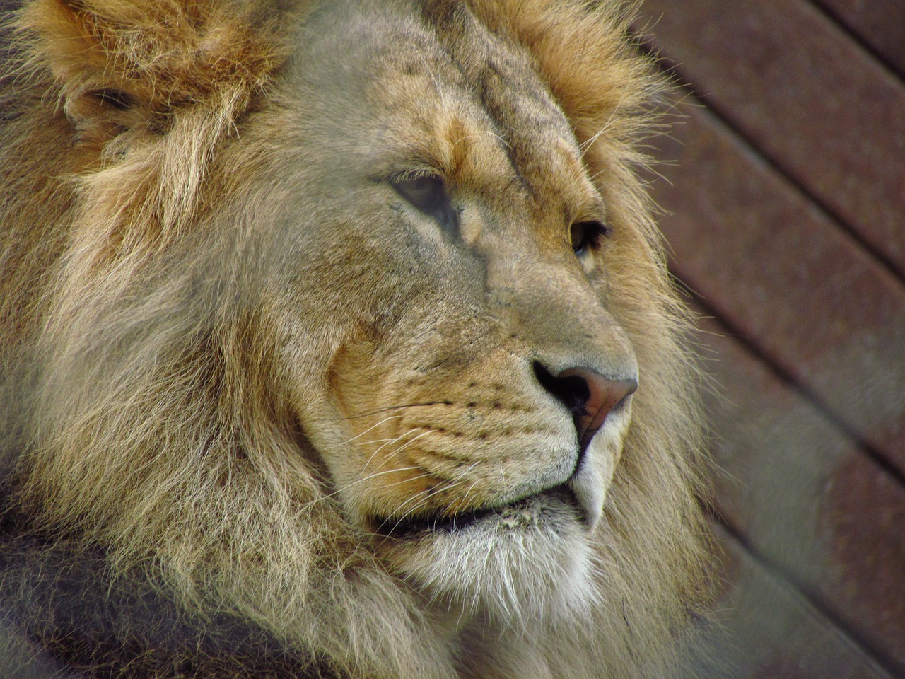 lion cat wild free photo