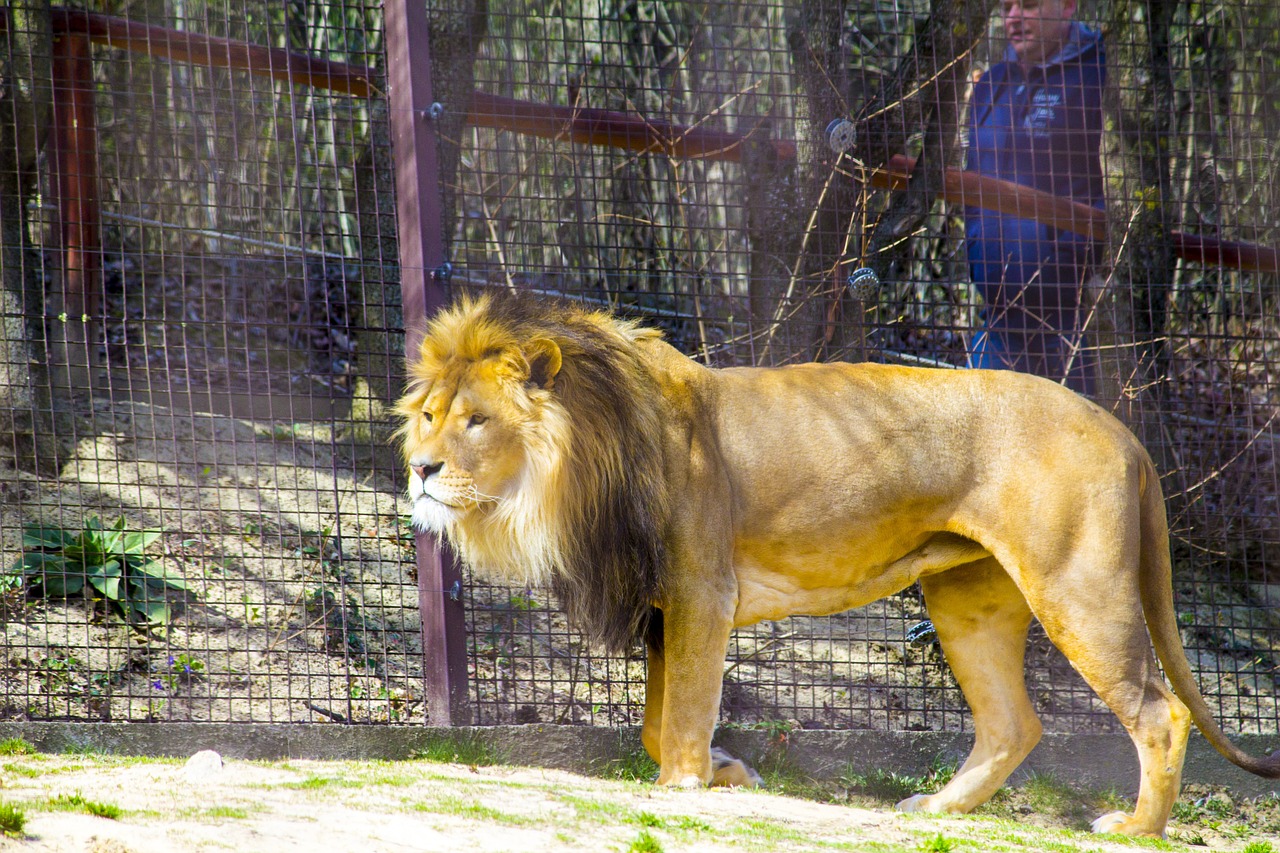 lion zoo predator free photo