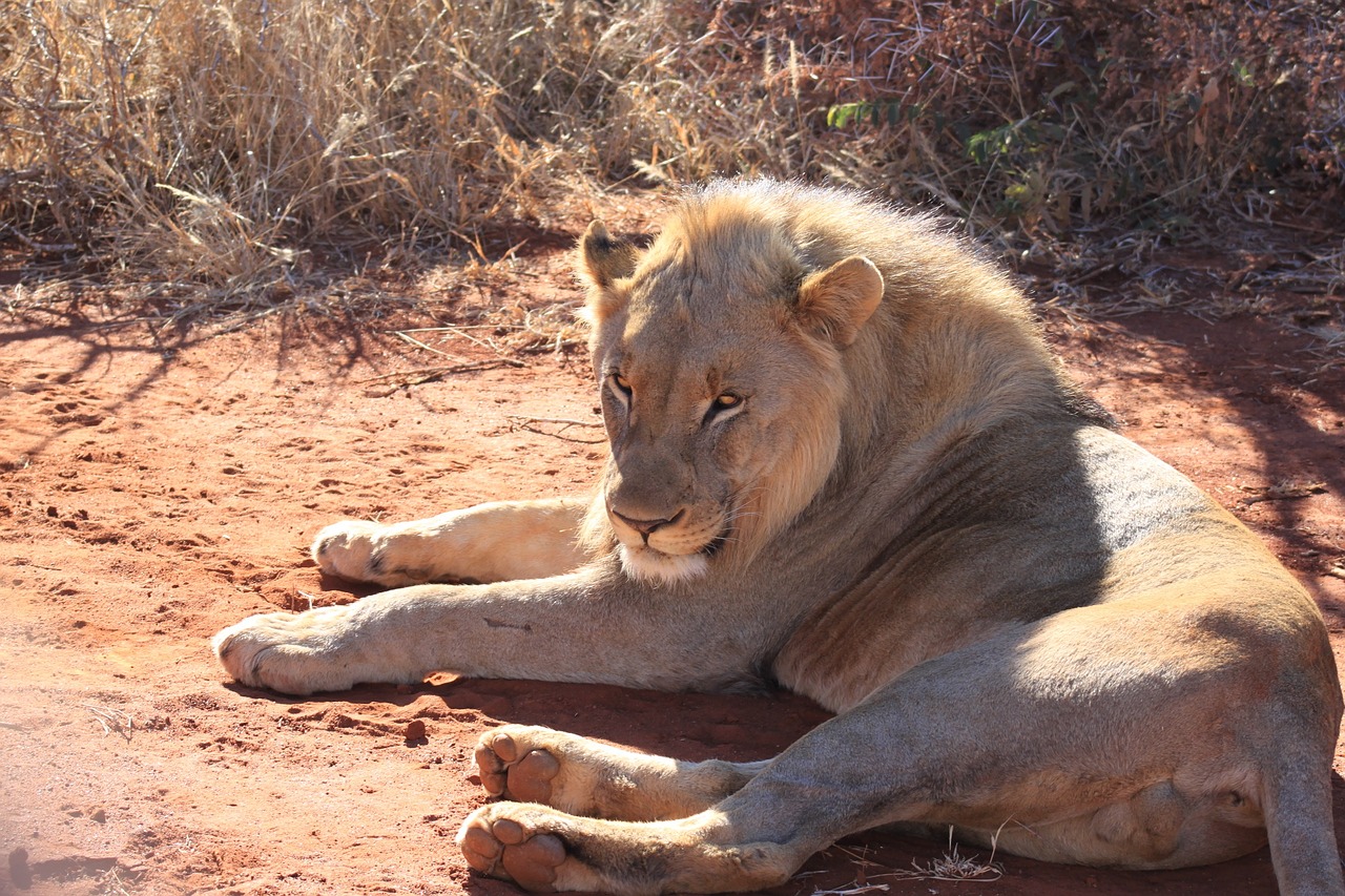 lion africa safari free photo