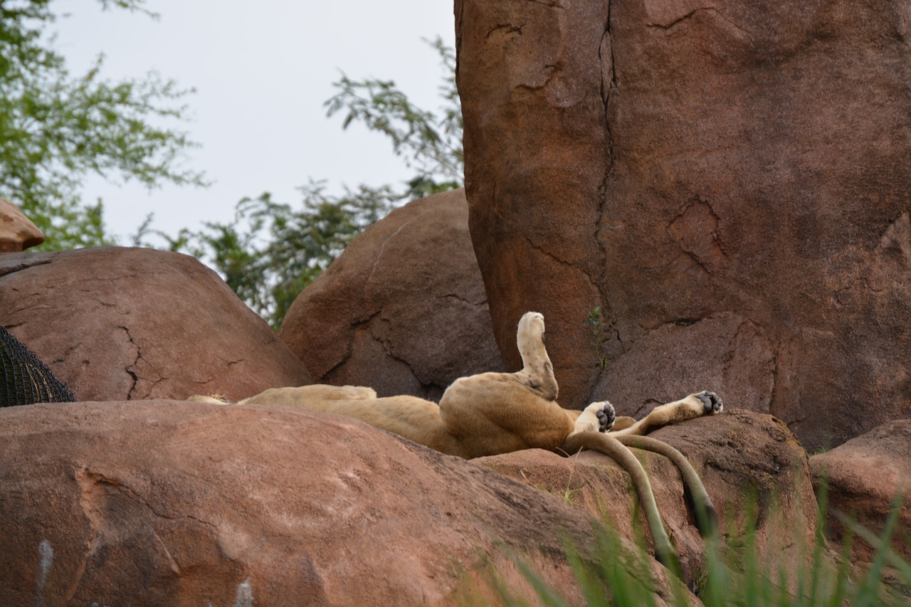 lion safari wildlife free photo