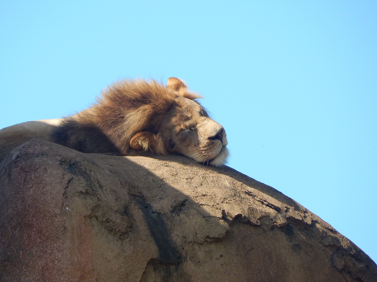 lion safari wildlife free photo