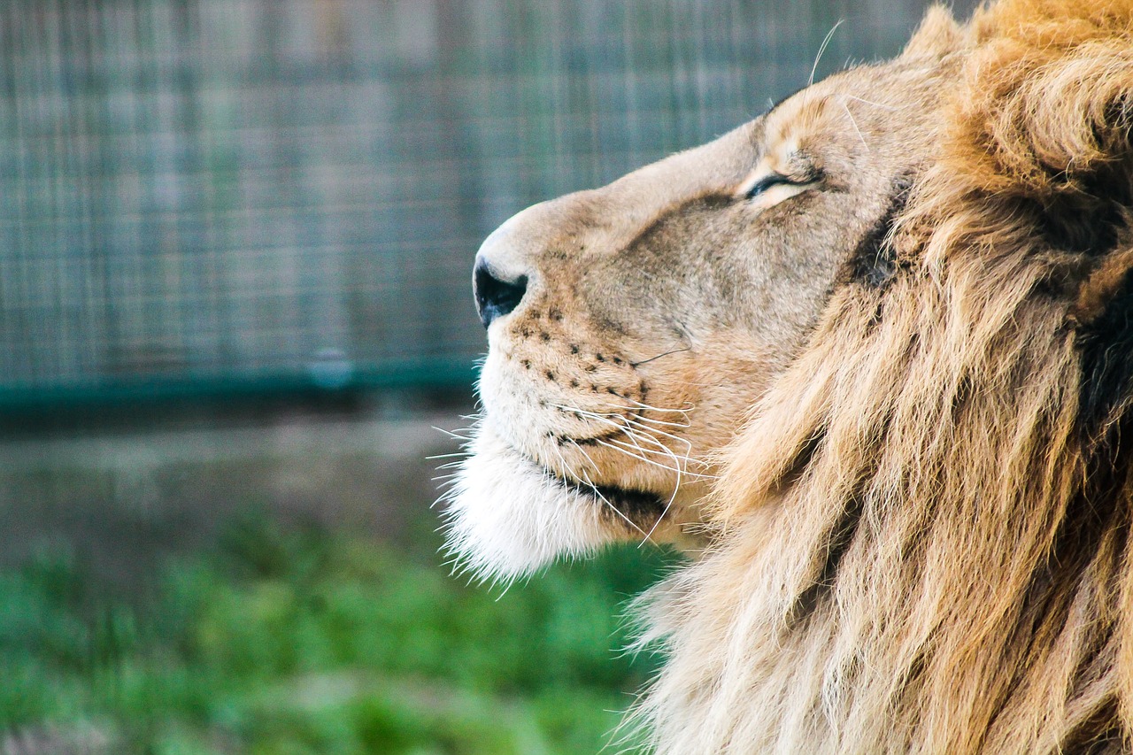 lion male portrait free photo