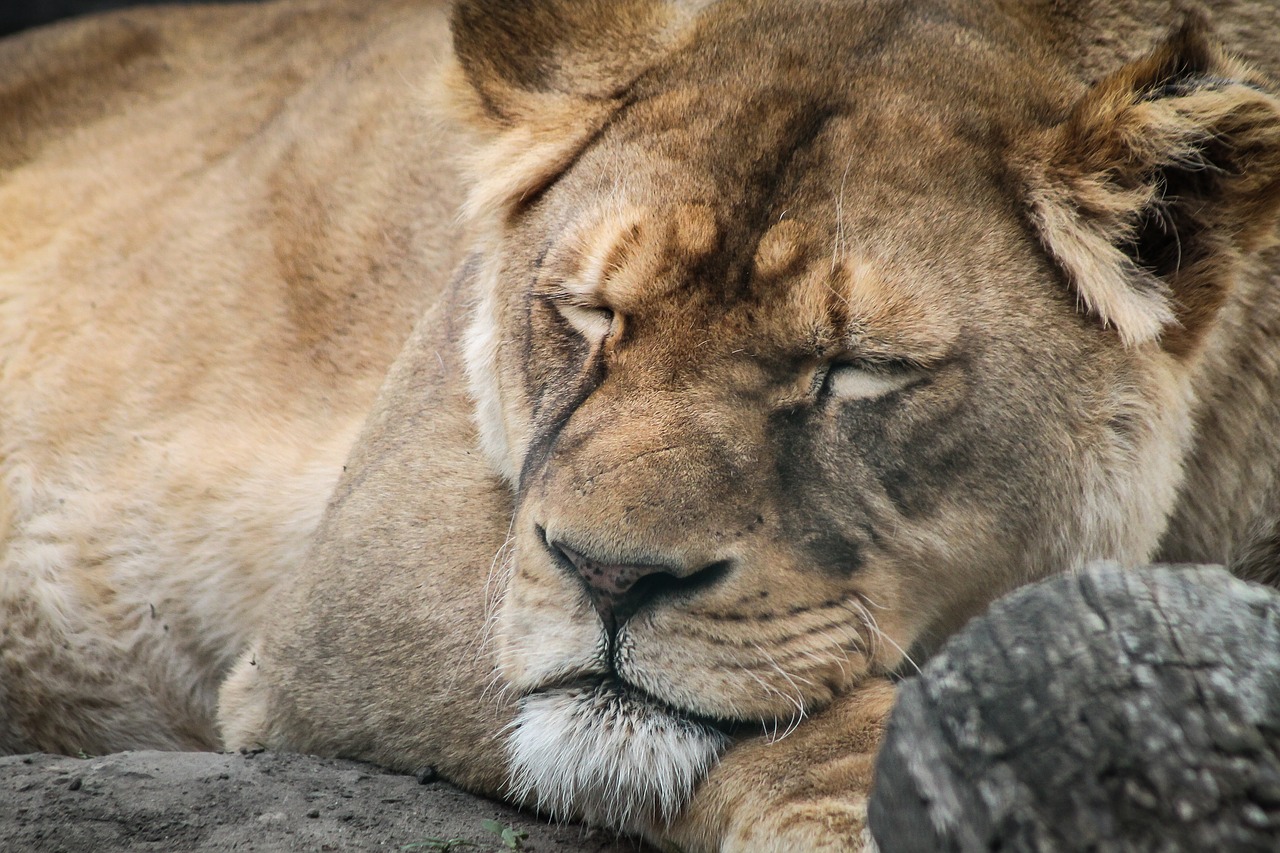 lion female portrait free photo