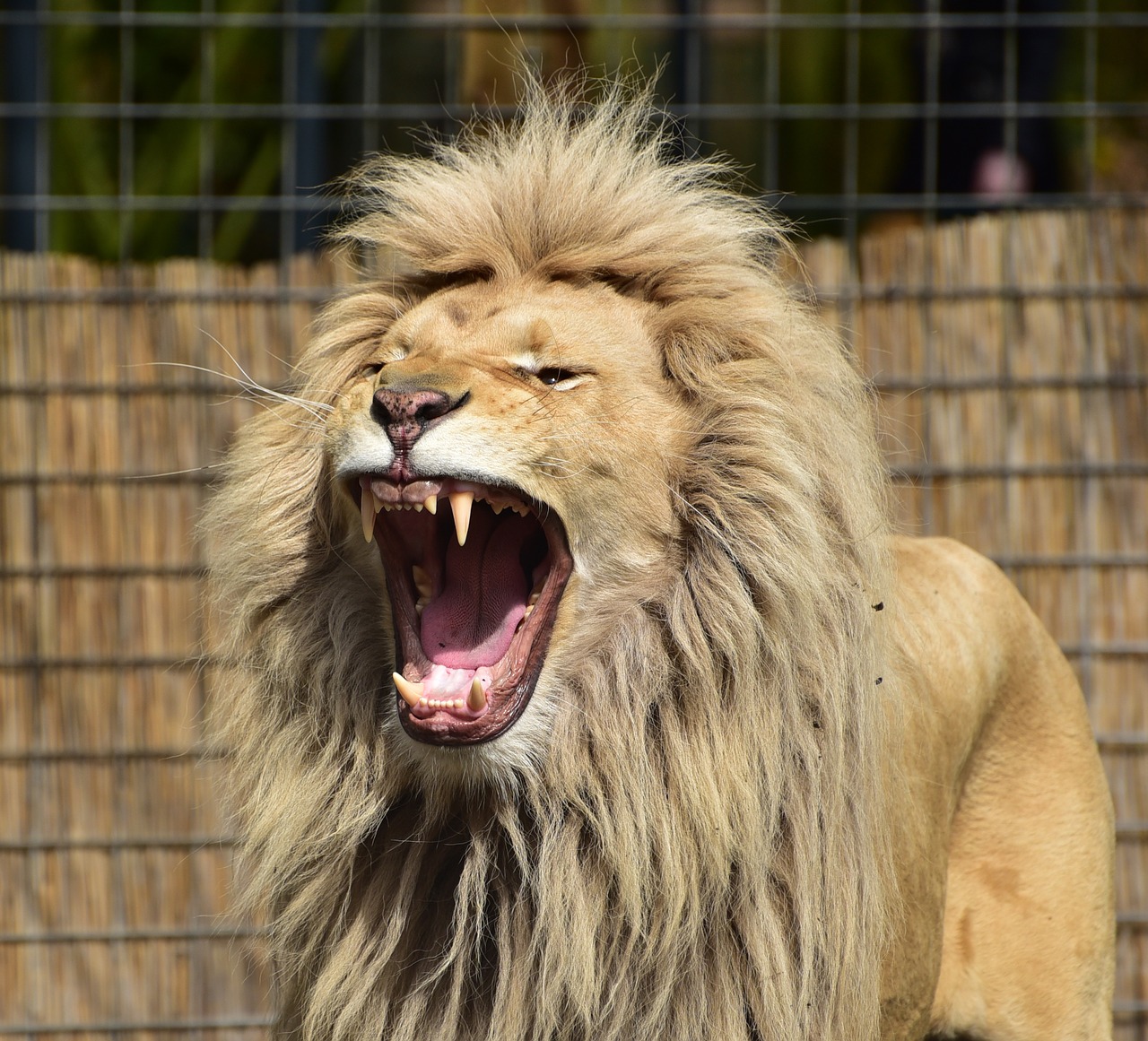 lion panthera leo lioness free photo