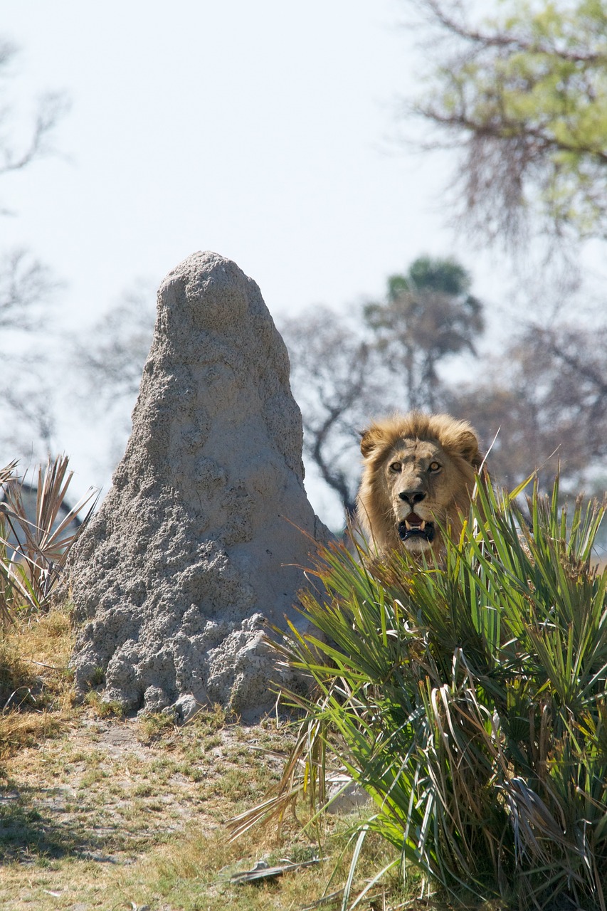 lion male wildlife free photo