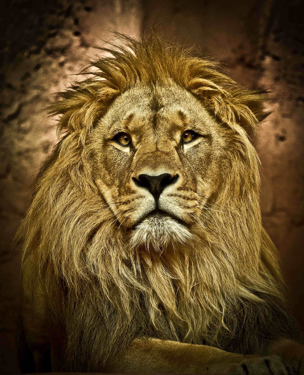 lion zoo predator free photo