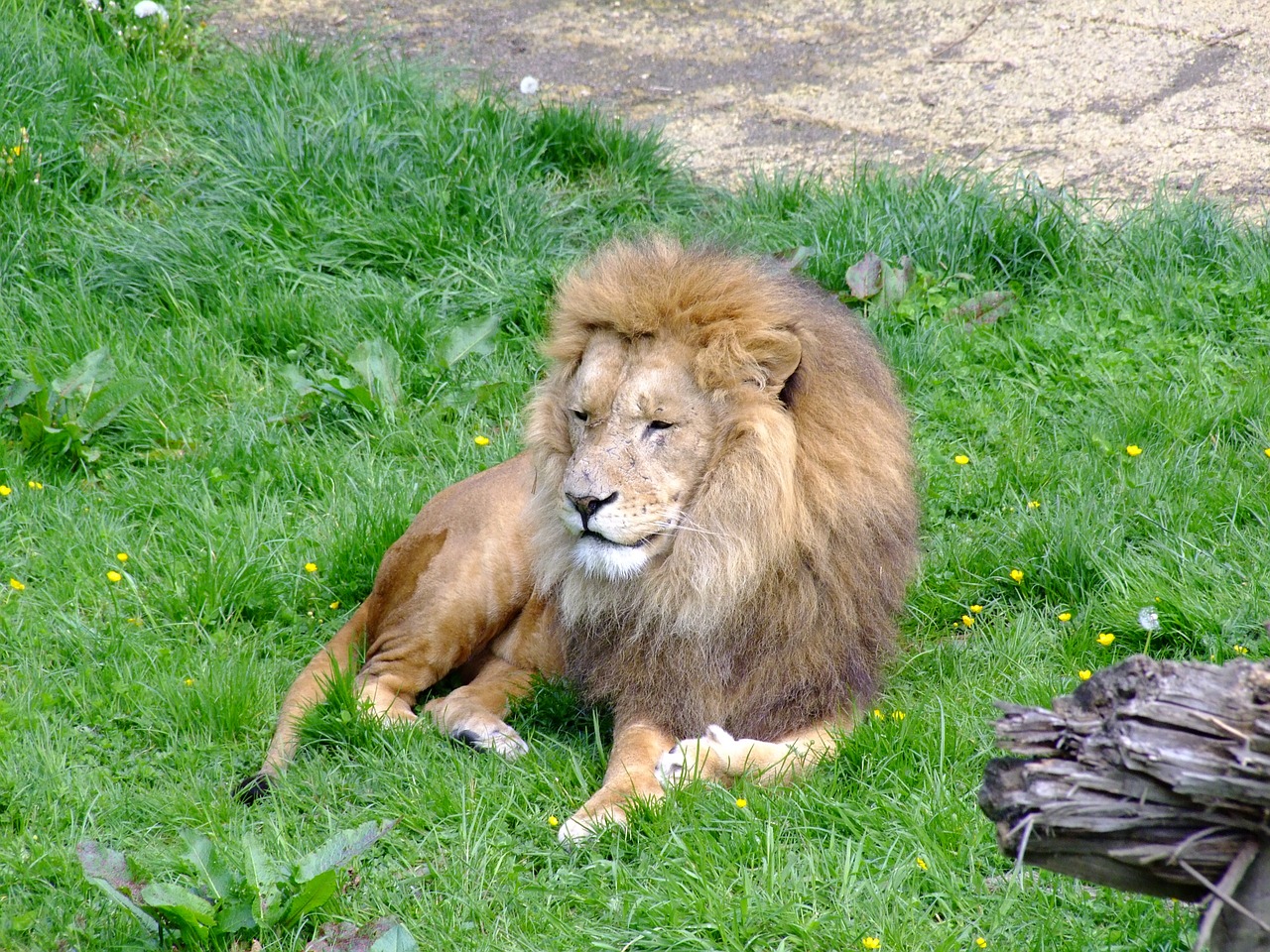 lion animals zoo free photo