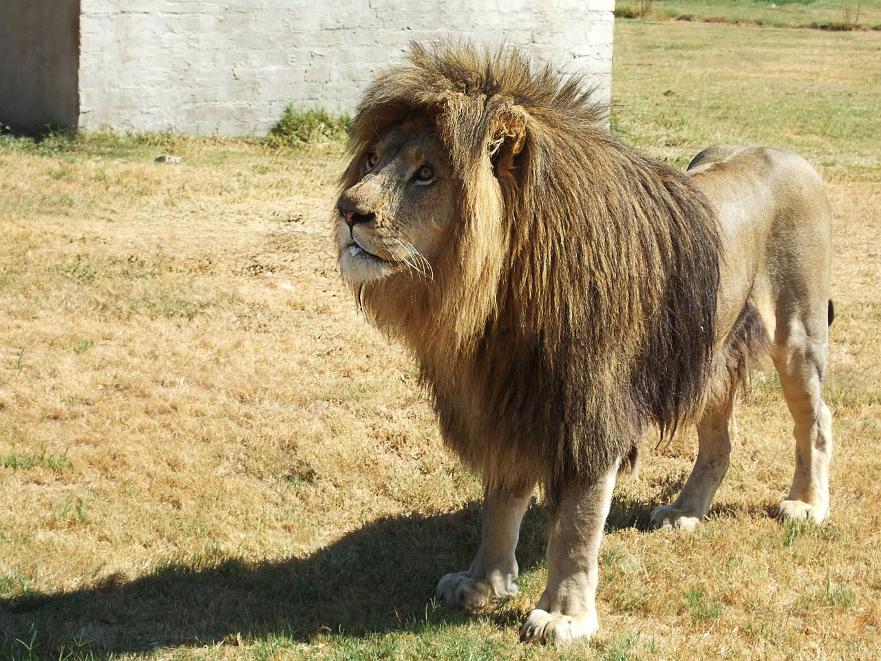 lion lion's mane south africa free photo