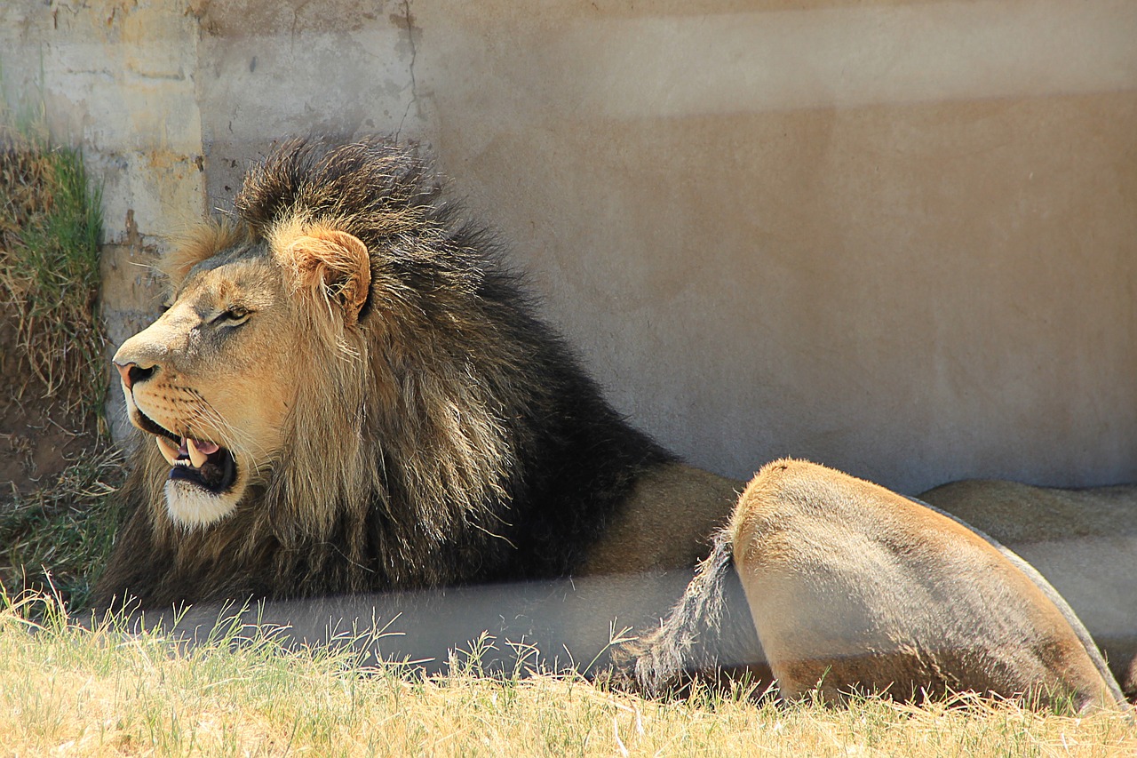 lion tooth predator free photo