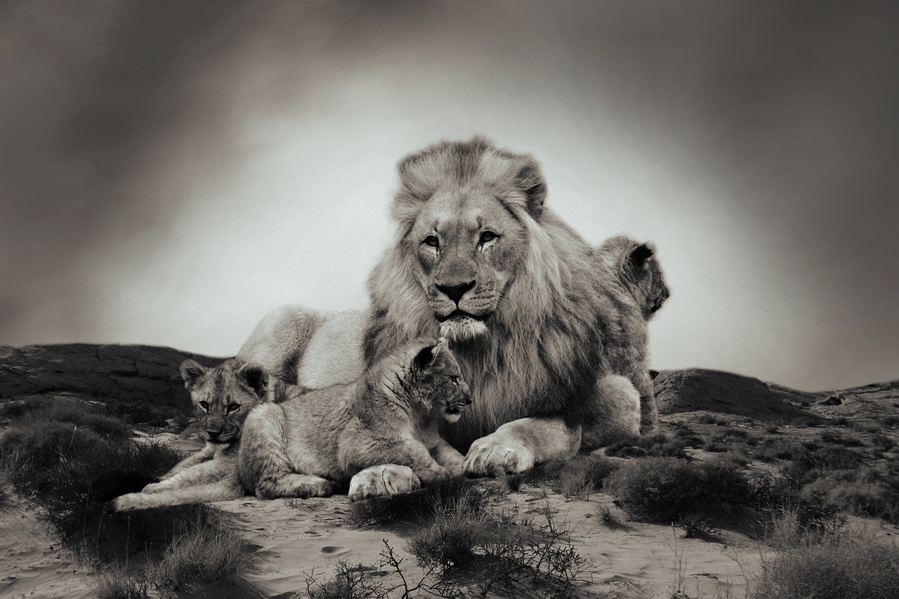 lion lion cub animal free photo