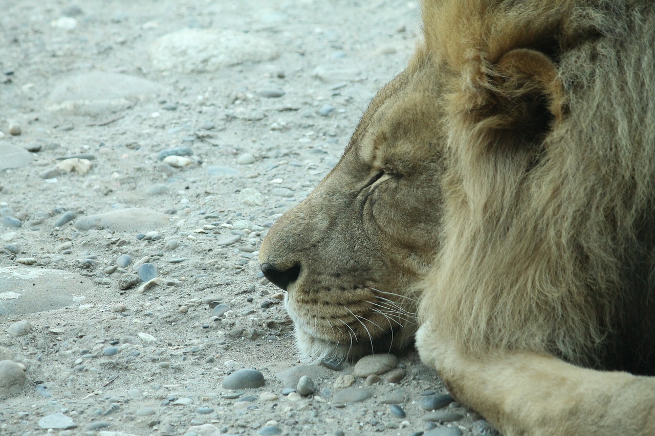 lion cat sleep free photo