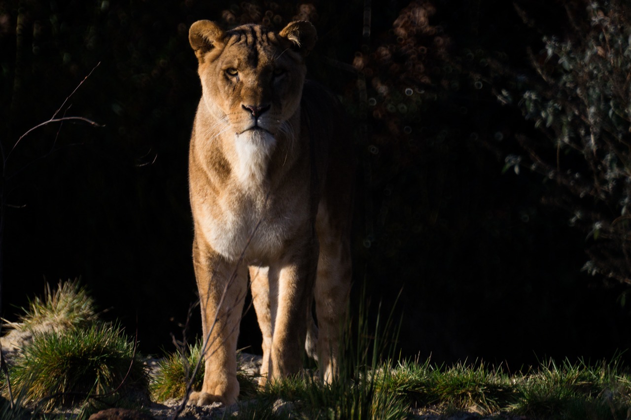 lion lioness wilfdlife free photo