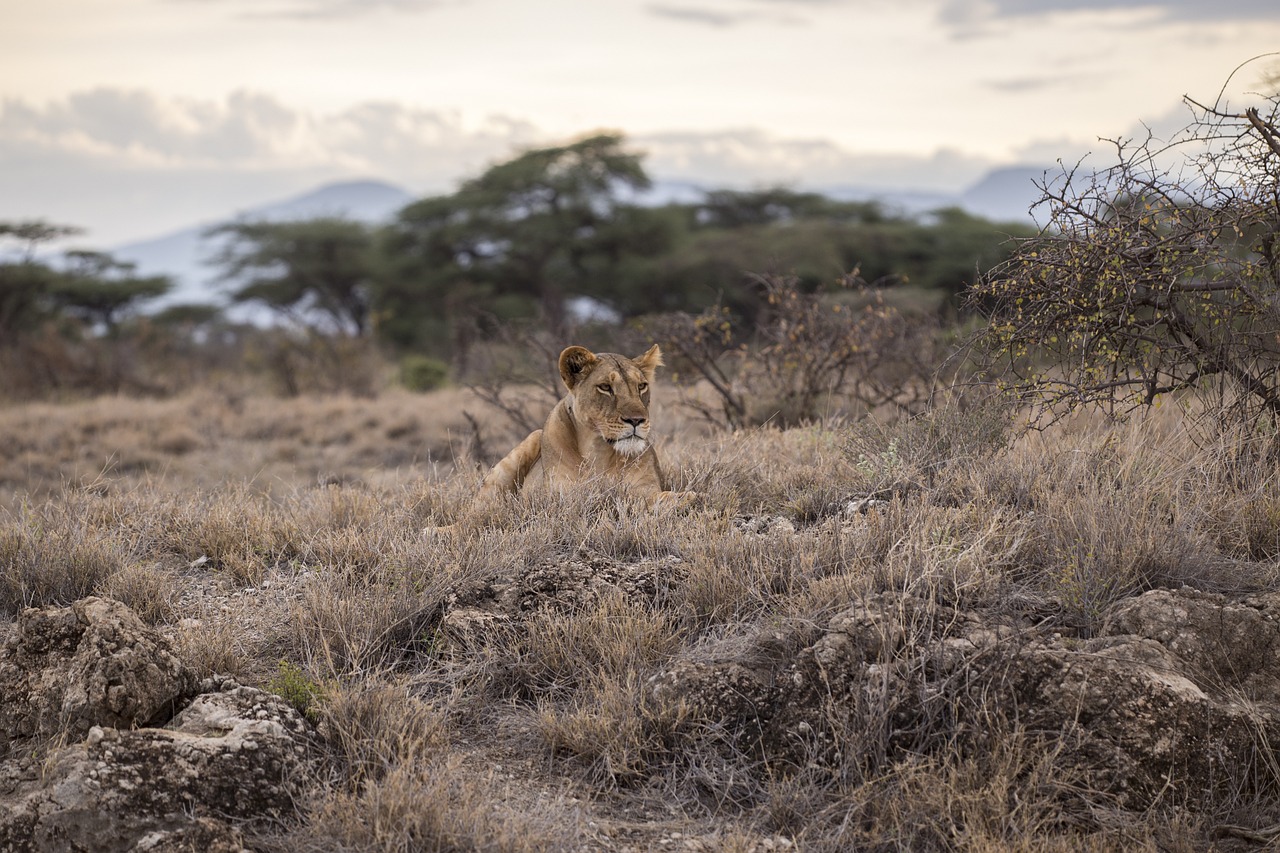 lion female animal free photo